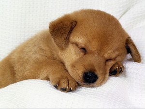 Sleep